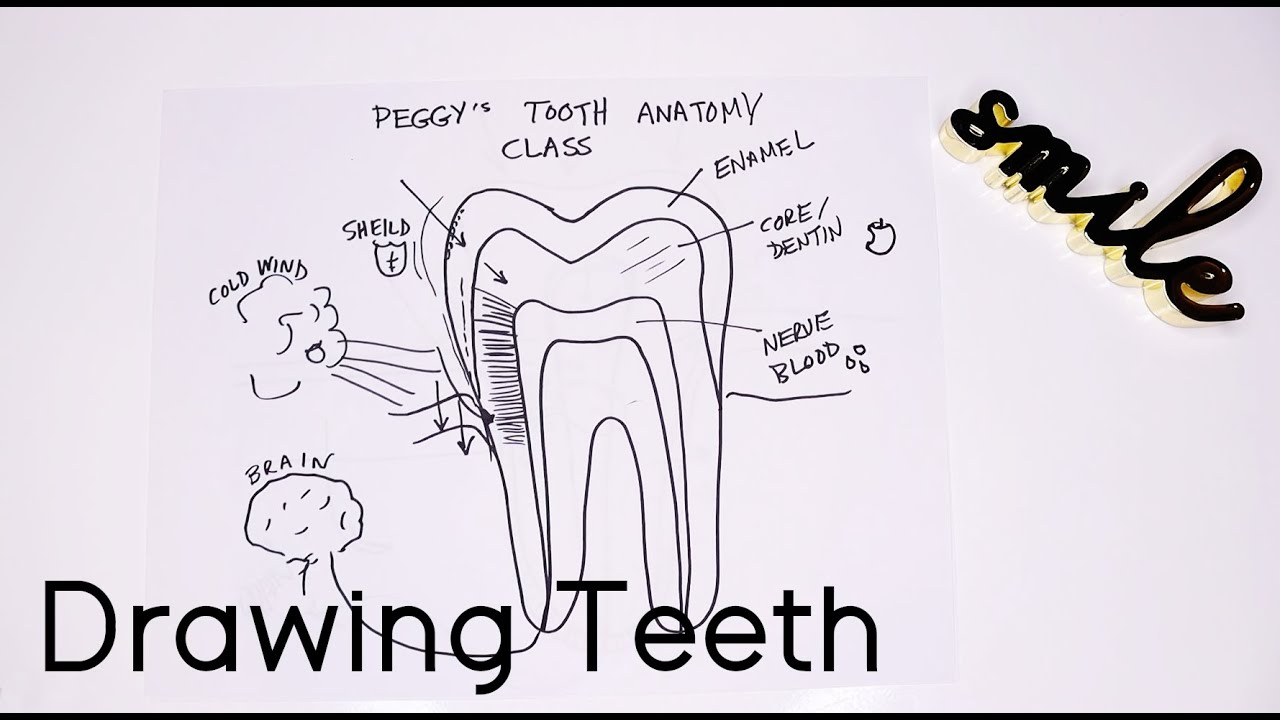Understanding Your Teeth: a Visual Explanation