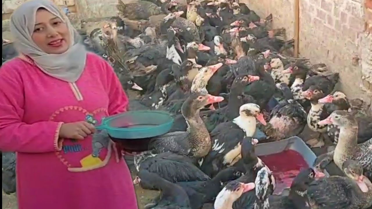 المشروب الاحمر اللى بيخلى لحم البط أطعم من اللحم الضانى وفتح شهيه وتحويل سريع اليوم بيومين 