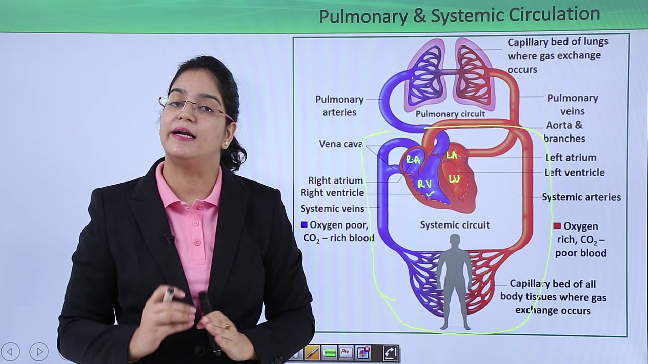 Class10th – Double Circulation | Circulatory System (Body Fluid and Circulation) | Tutorials Point