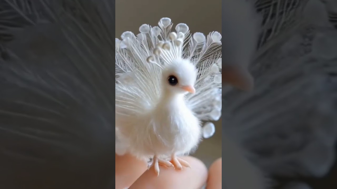 Cute white peacock 😍