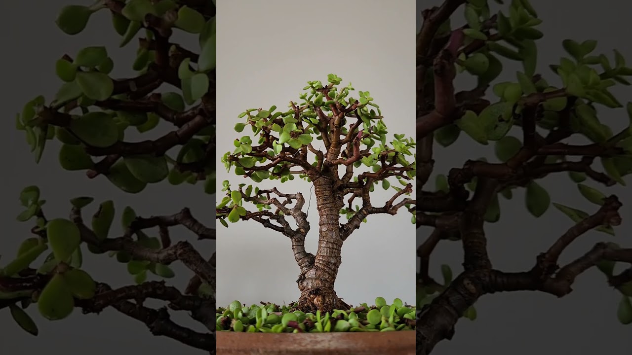 #Spekboom #bonsai for beginners eBook now available on our website! #dwarfjade  #portulacariaafra