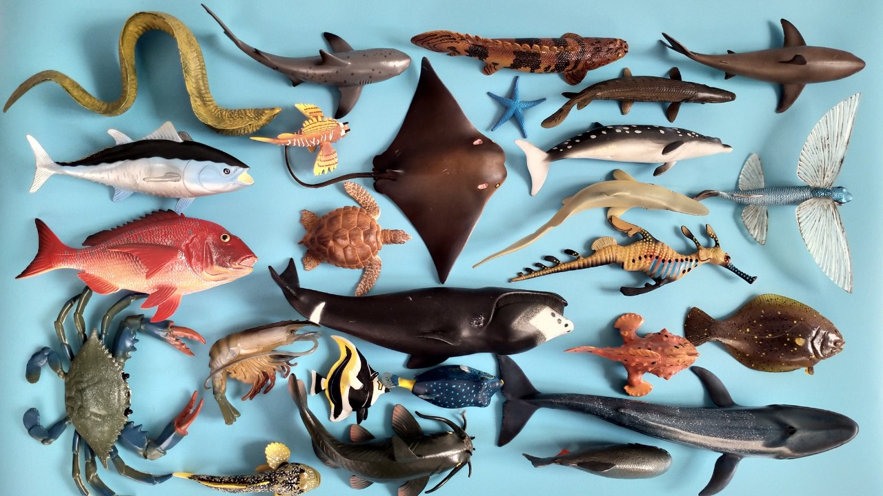 Hewan Laut dan Ikan Air Tawar Hiu Gergaji Penyu, Paus, Ikan Tuna, Hiu Zebra, Udang, Ikan Bichir Lele