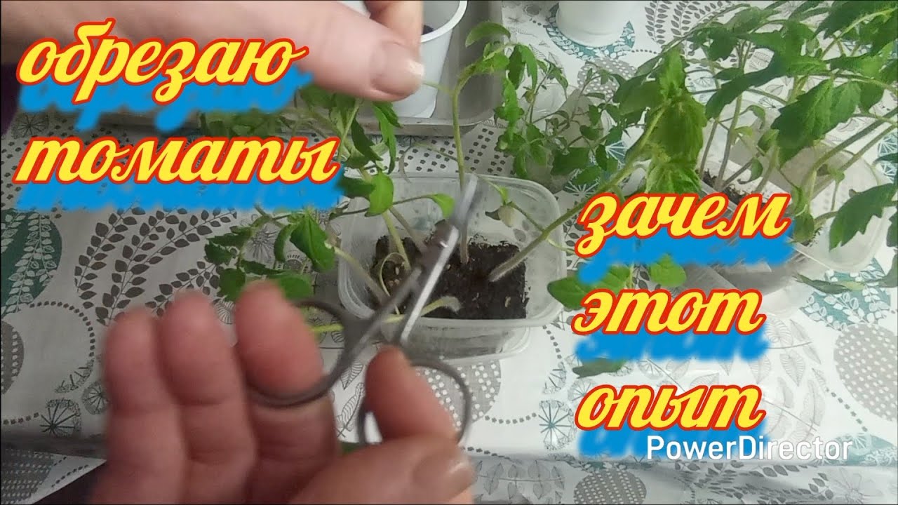 Рассаду томатов обрезаю несколько раз. Опыт. Фильм 1.