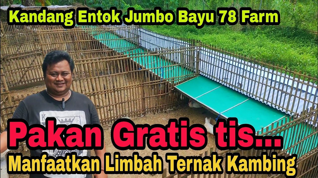 Pakan Gratis Manfaatkan Limbah Ternak Kambing || Kandang Entok Bayu 78 Farm Jogja