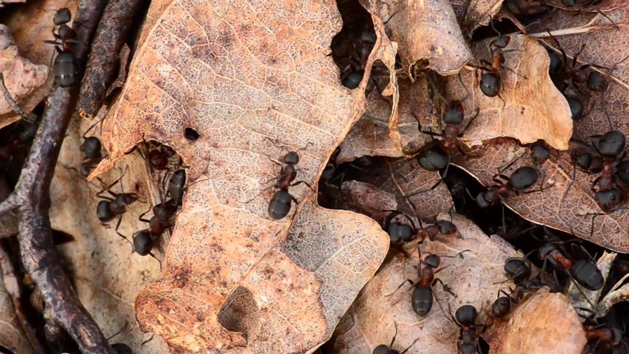 What is Ancient Woodland? | Woodland Trust