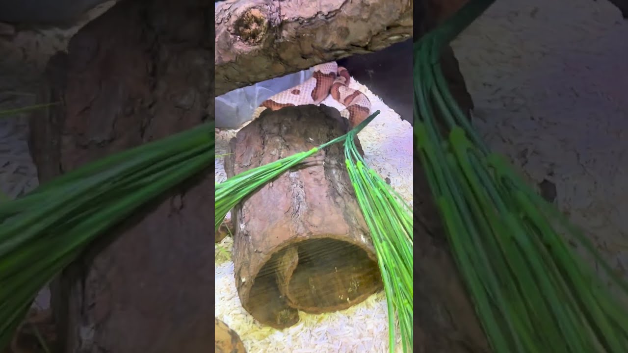 Snake Enclosure Setup with Hemp Bedding | Hurdz Hemp Review