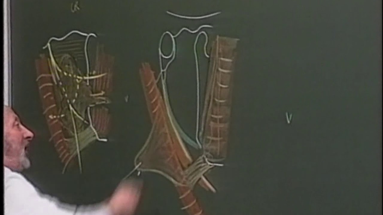 Anatomie de la glande parotide