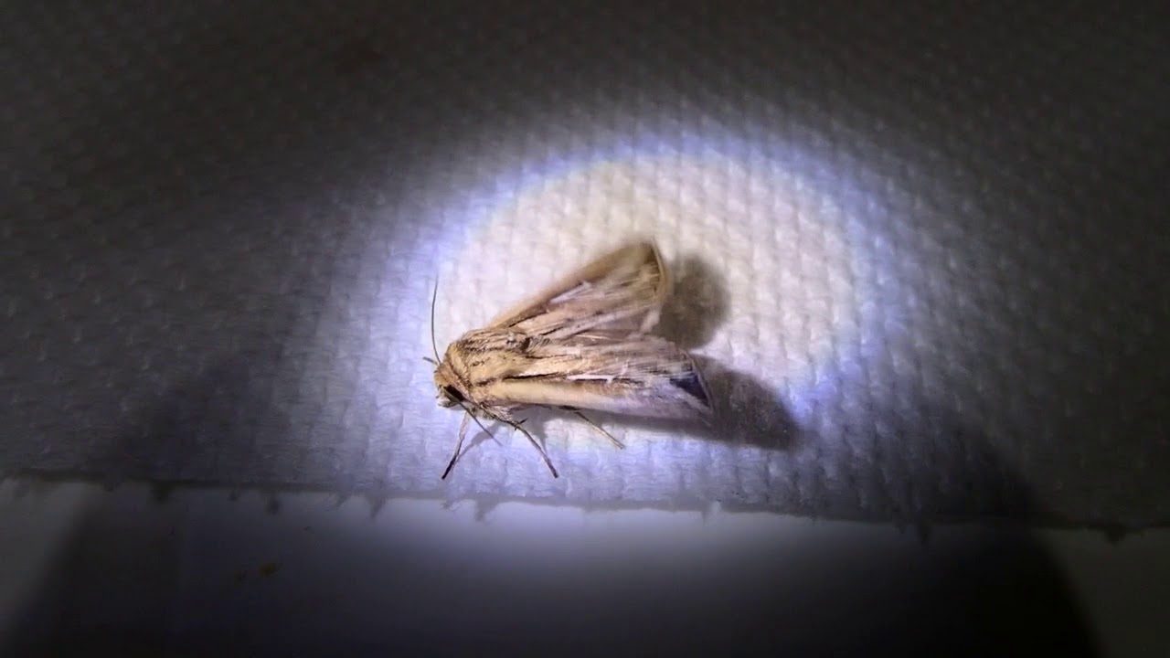Mythimna l-album, the L-album wainscot, is a moth of the family Noctuidae