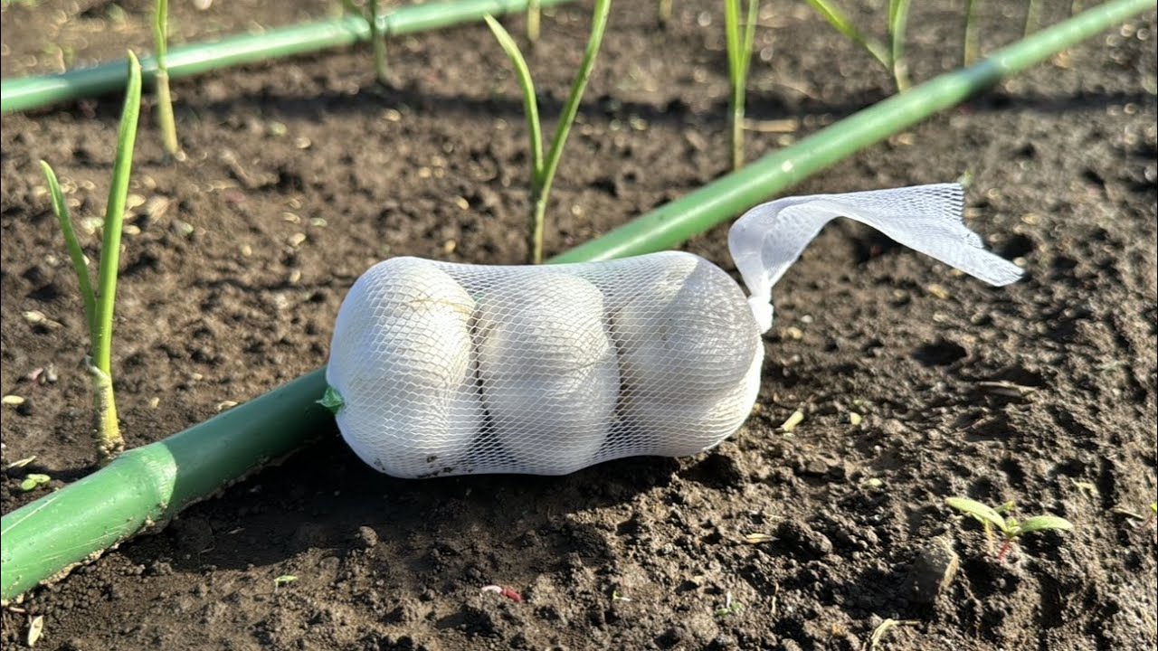 【ニンニク栽培】食用のニンニクを畑で育てると失敗する？植えても芽が出ない？23/10/11