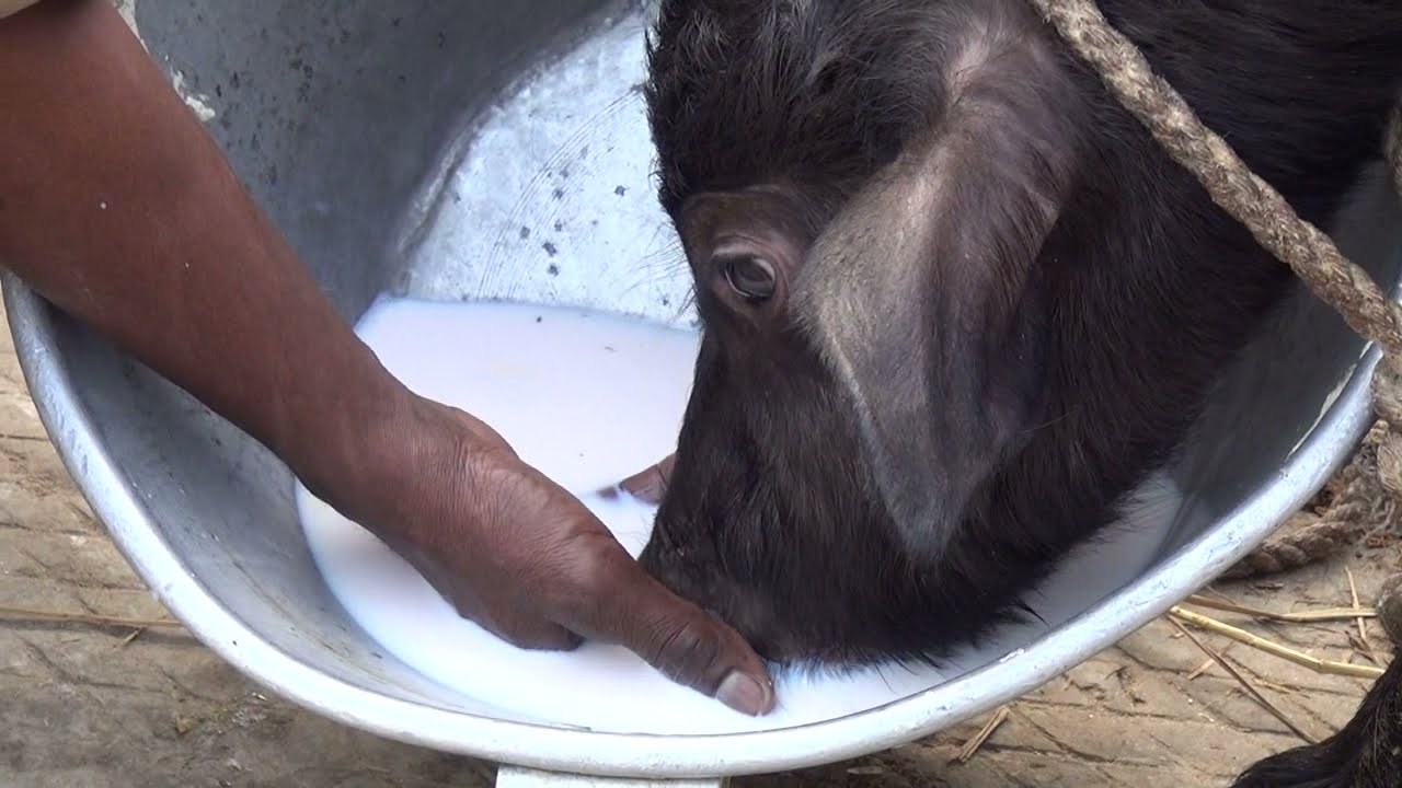 बछड़ों का पोषण प्रबंधन - (हिंदी में आवाज) - Calf Feeding Management in Dairy Cattle