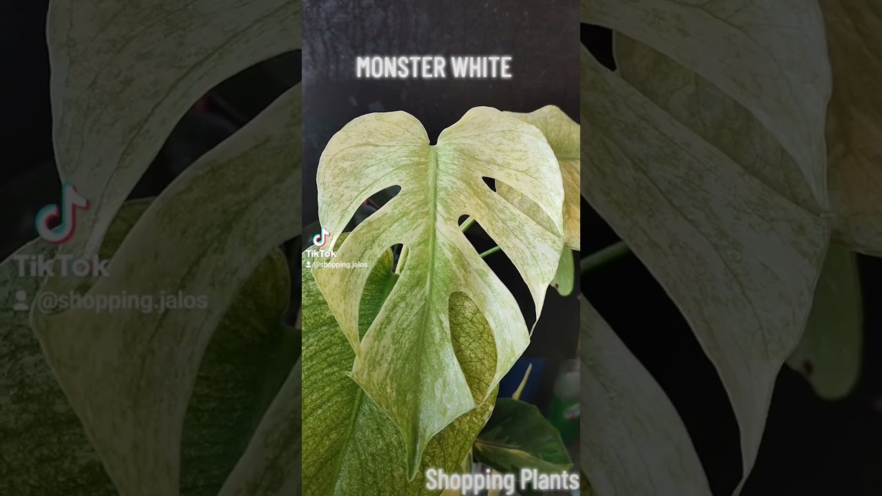 monstera deliciosa Albo variegada m&ograve;nster white , by Drbonsai desde Shopping Plants