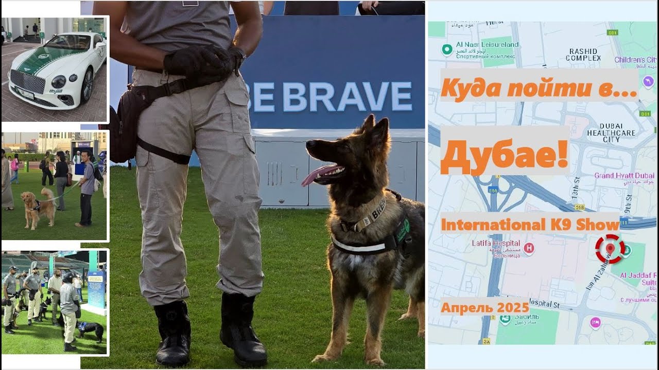🐶Впервые в ОАЭ - международная выставка собак 🐶 The K9 International show. Апрель, 2025