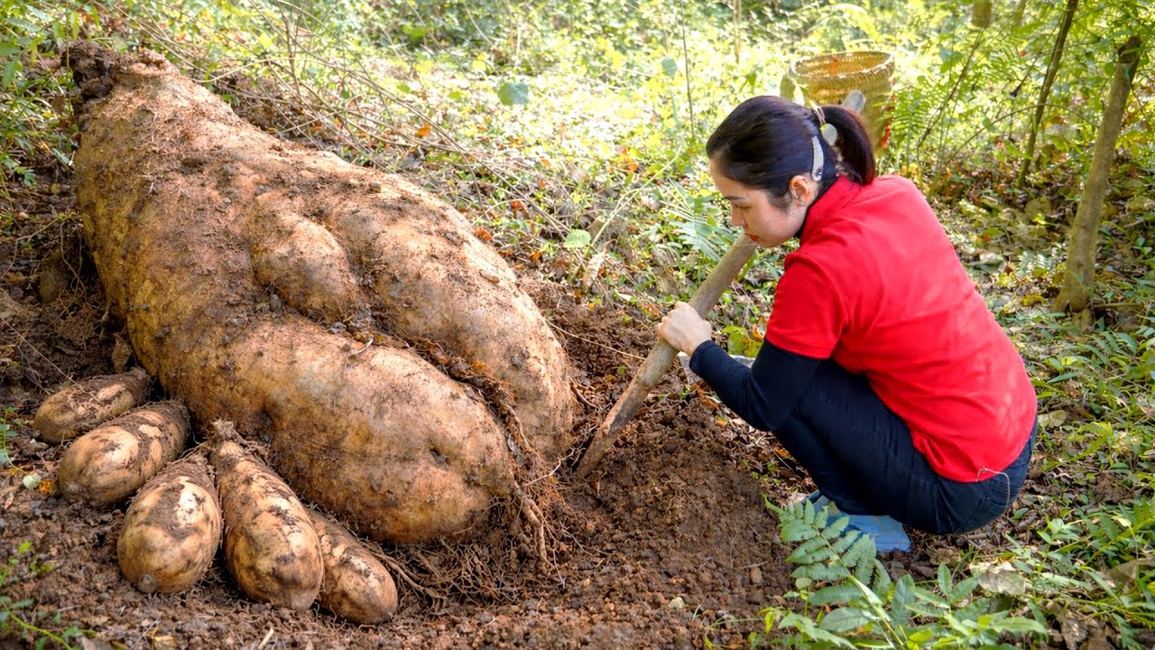 Harvesting 1000 + Kg Wild Yam Root  To Sell At Market | Tieu Ca Free Bushcraft