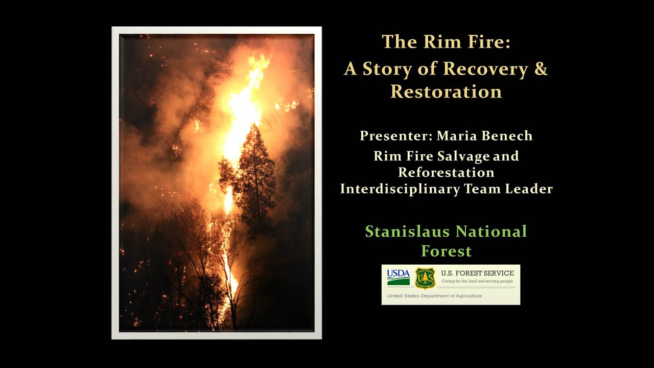 Rim Fire Restoration: Large Scale Reforestation