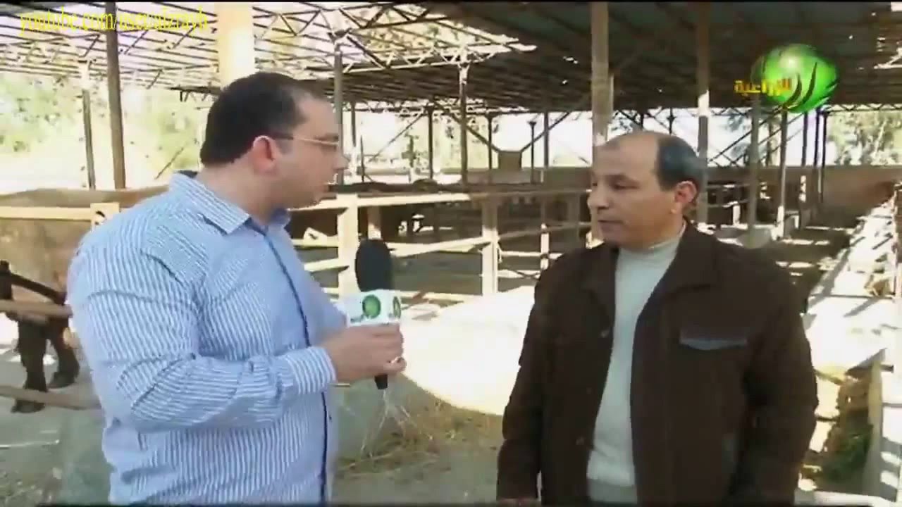 مشروع تربية ورعاية الجاموس المصري الطلوقة من الالف الى الياء