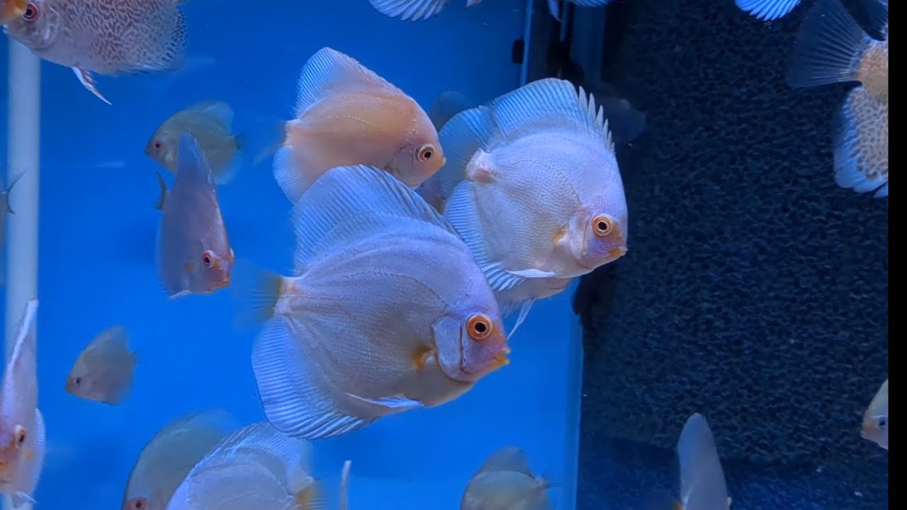 Nols Akvariehobby, fredagsklipp v. 36, 2023 - nya discus!