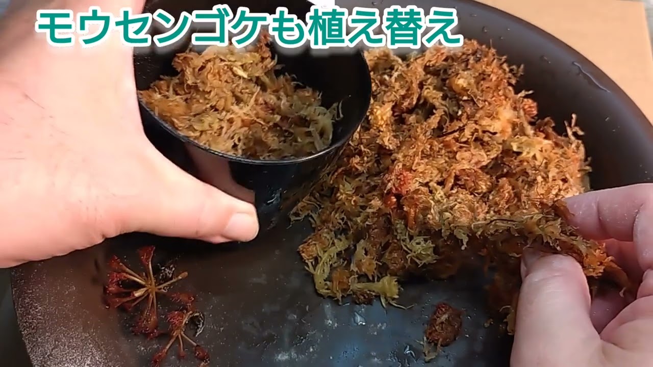 ミミカキグサ・リビダに付いていたオマケのモウセンゴケも植え替え！