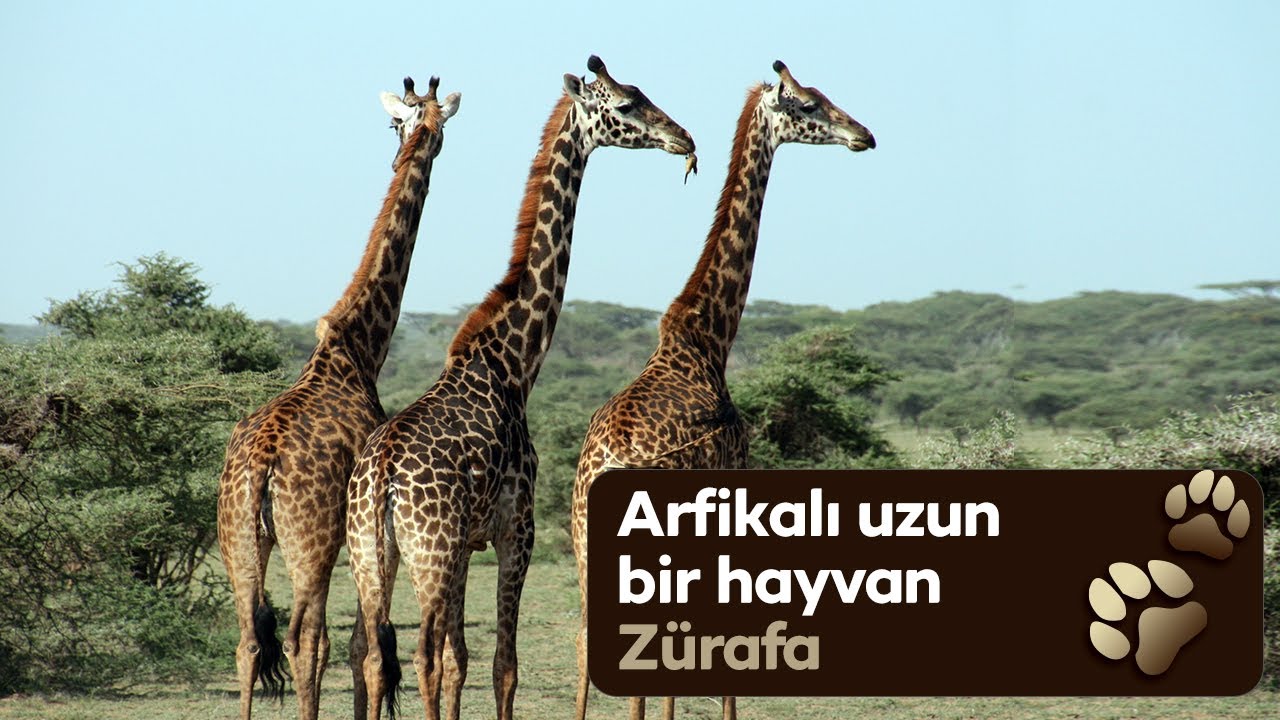 Günümüzde karada yaşayan en uzun boylu hayvan “Zürafa” #zürafa#doğakaşifi#hayvanlaralemi
