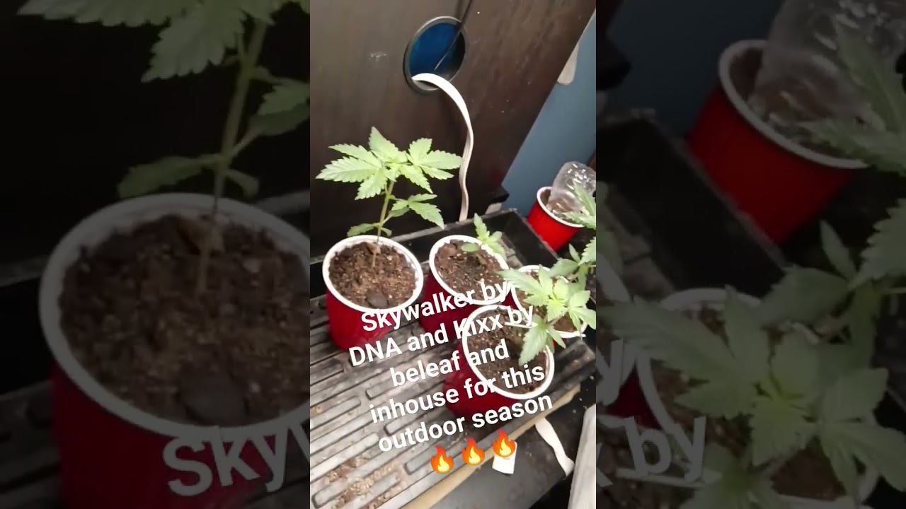 #KIXX #BELEAF #INHOUSE #COLLAB #SKYWALKER #KUSH #DNA 🤤🤤🔥