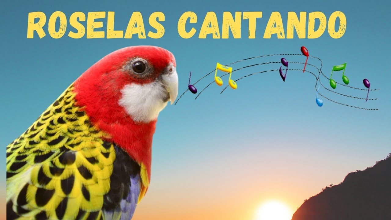 ROSELAS cantando🔥 criador de roselas