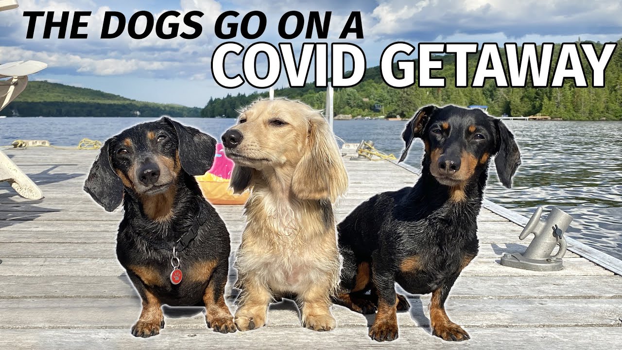 Ep 51: The Dogs Go to the Cottage — Games, Fishing, Hiking, Swimming, FUN!