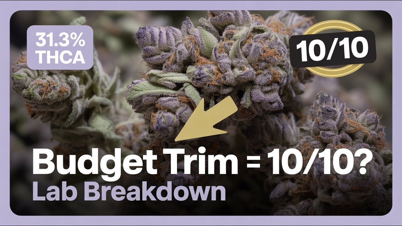 THCA Review: Purple Urkle Trim That Scores Perfect in Aroma & Flavor!