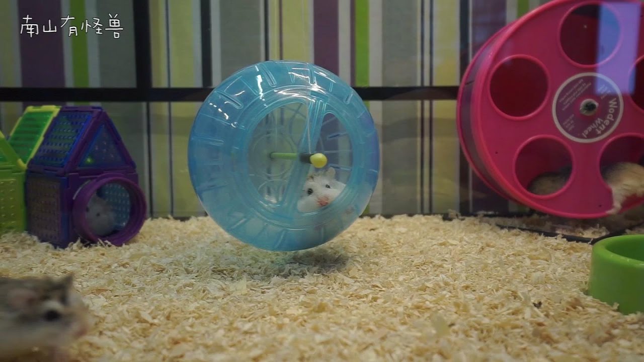 【南山有怪兽】仓鼠升降机 (Roborovski Hamster)