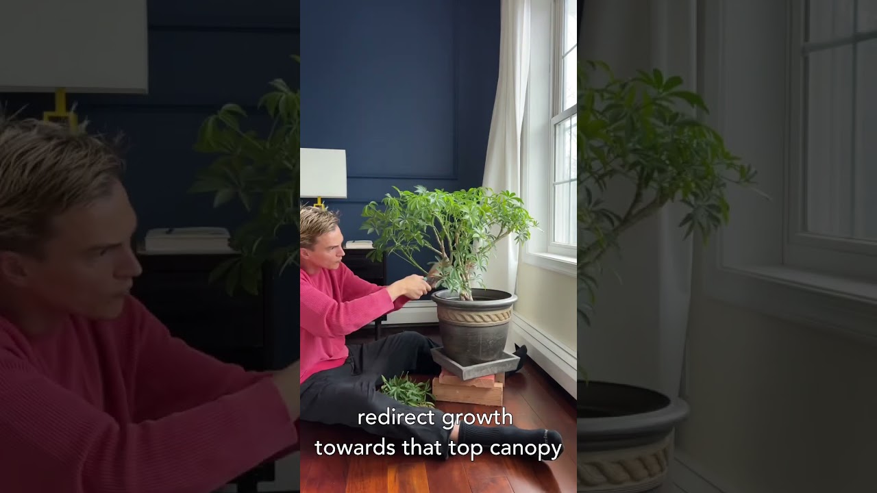Tips on Pruning Schefflera #houseplants #indoorplants #youtubeshorts #shorts