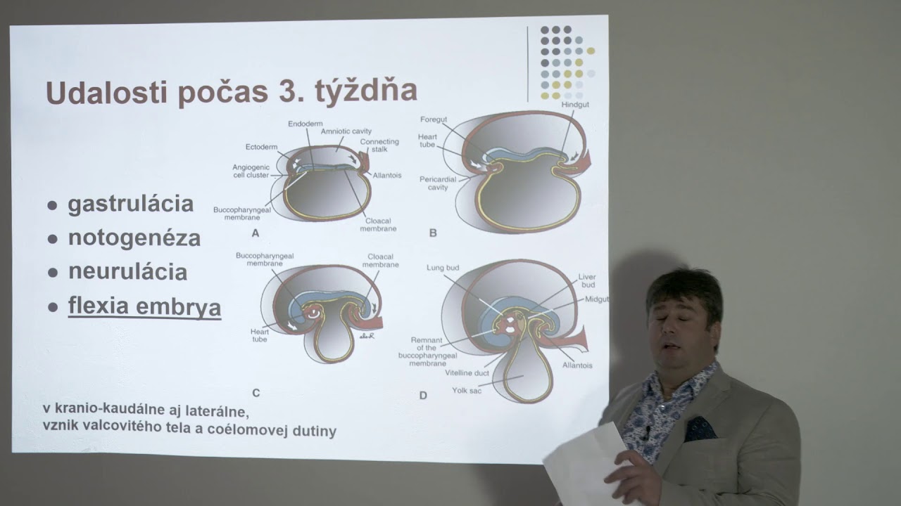 Embryológia: Vývin žiabrovej oblasti, tváre a krku