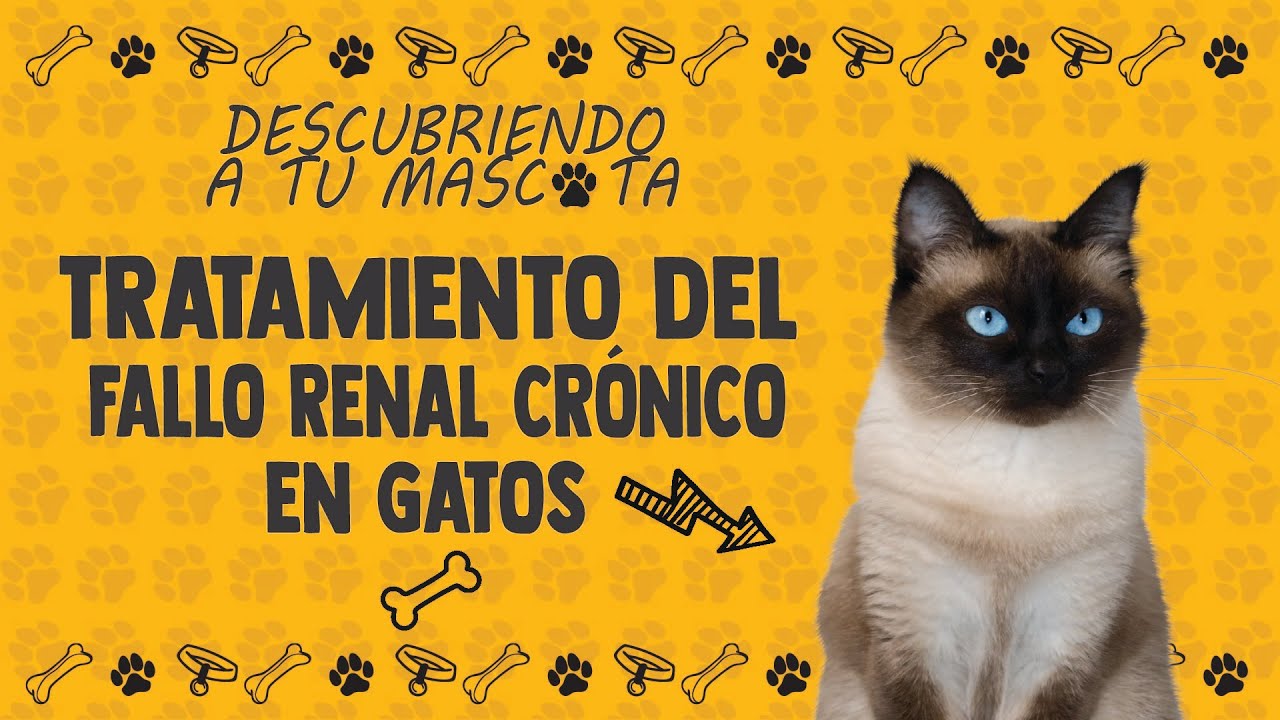 Tratamiento del Fallo Renal en Gatos 🐱💊 Opciones y Manejo a Largo Plazo