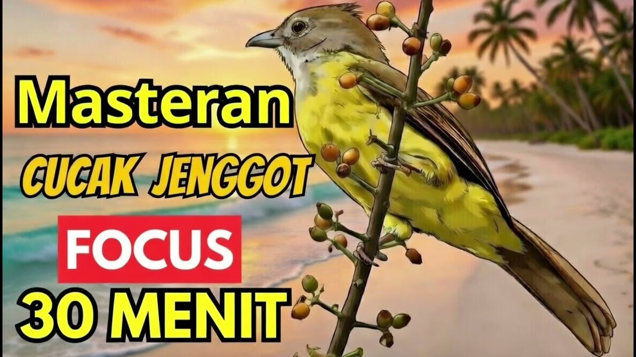 Cucak Jenggot Mbesetan & Tembakan 