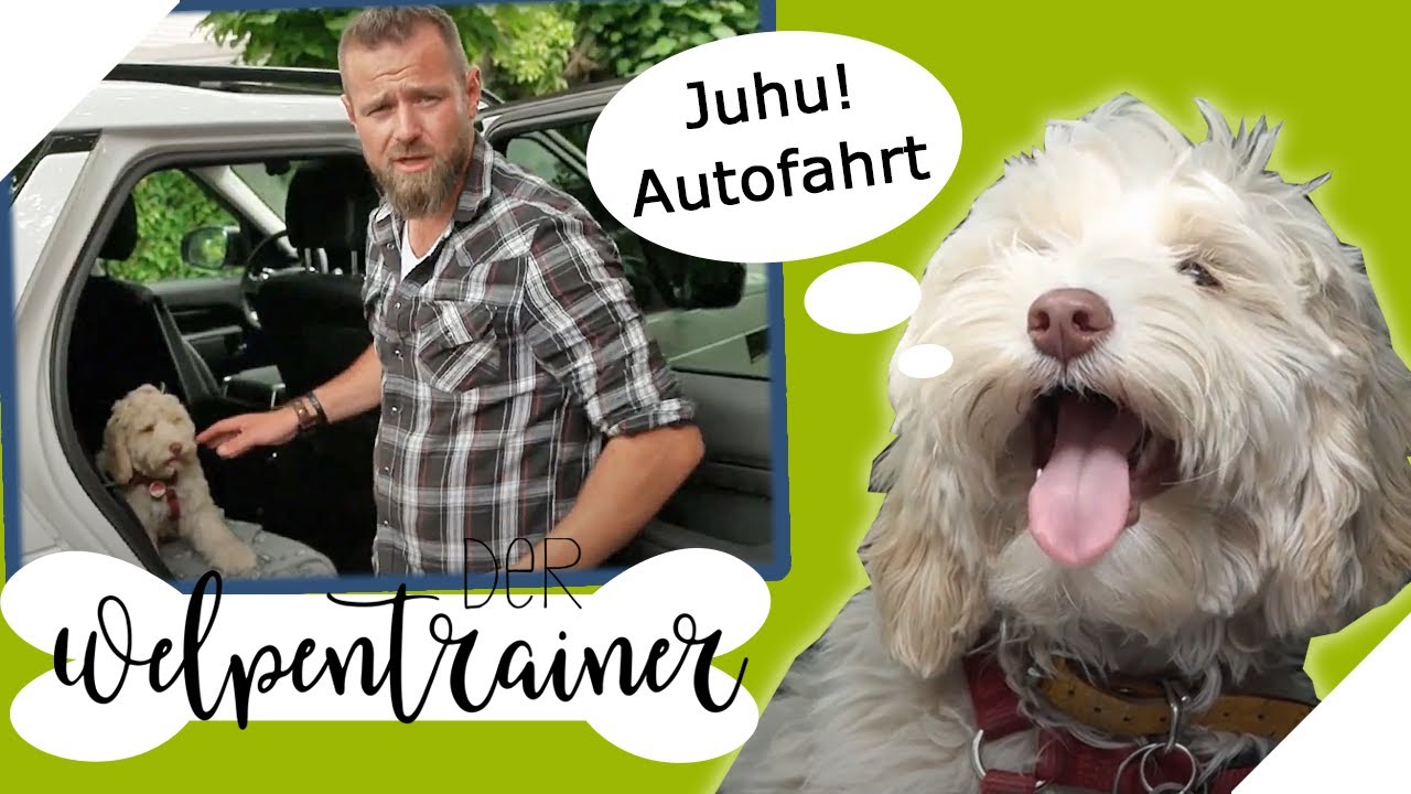 "Steig ein!" 🚗 Den Hund an das Autofahren gewöhnen | Der Welpentrainer | sixx