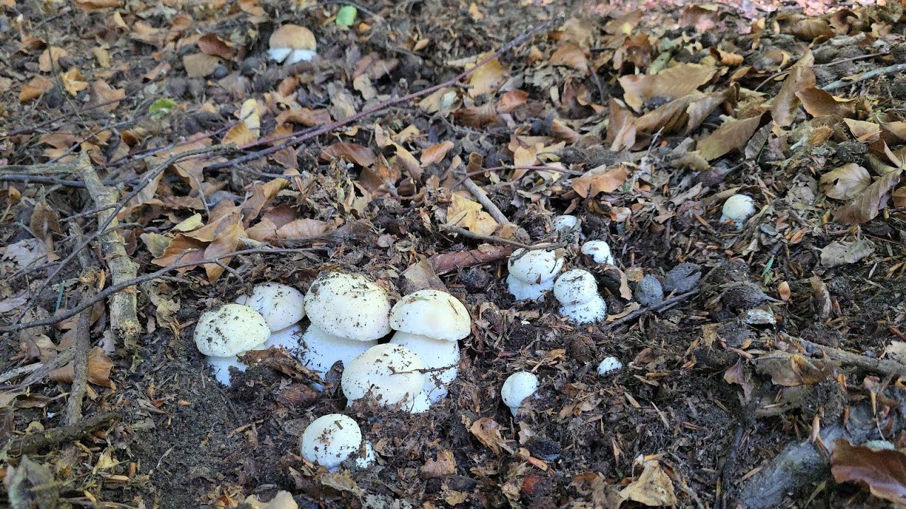 FUNGHI PORCINI 2024 | Non posso crederci! Un tale frutteto di PORCINI