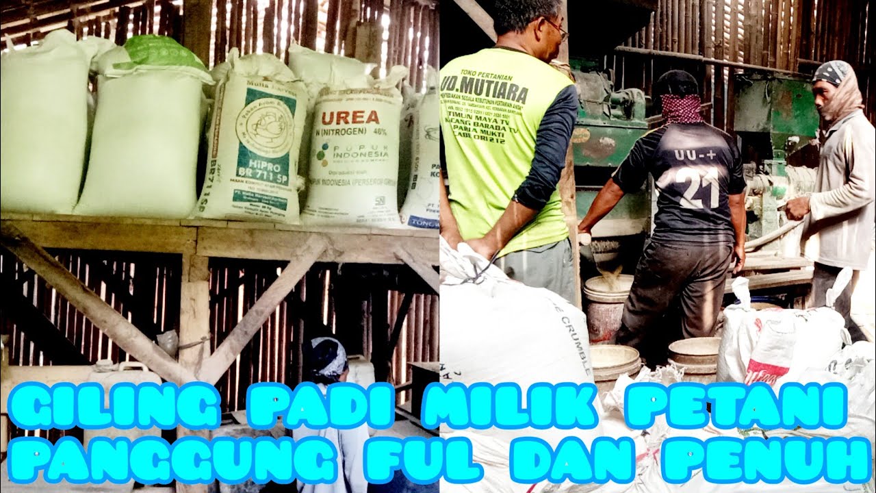 MENGGilING PAdi 16 KWINTHAL.MUATAN RODA 3.