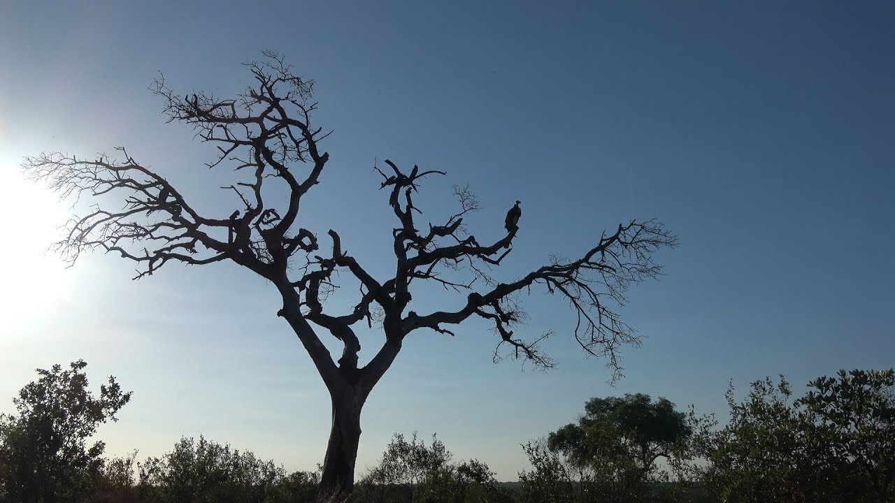 Birds of Kruger NP South Africa part three