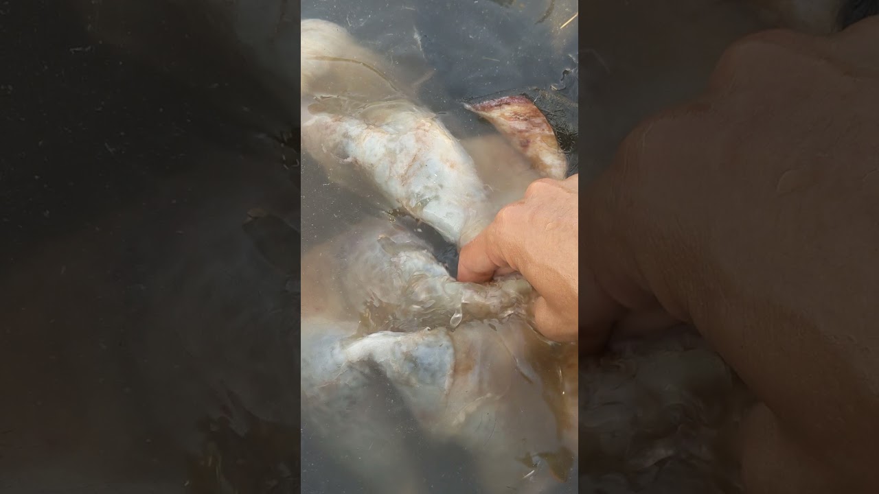 Cowhide Tanning Basics - Step 2: Washing
