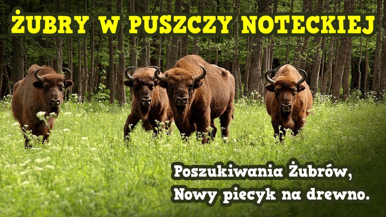 Żubry w Puszczy Noteckiej