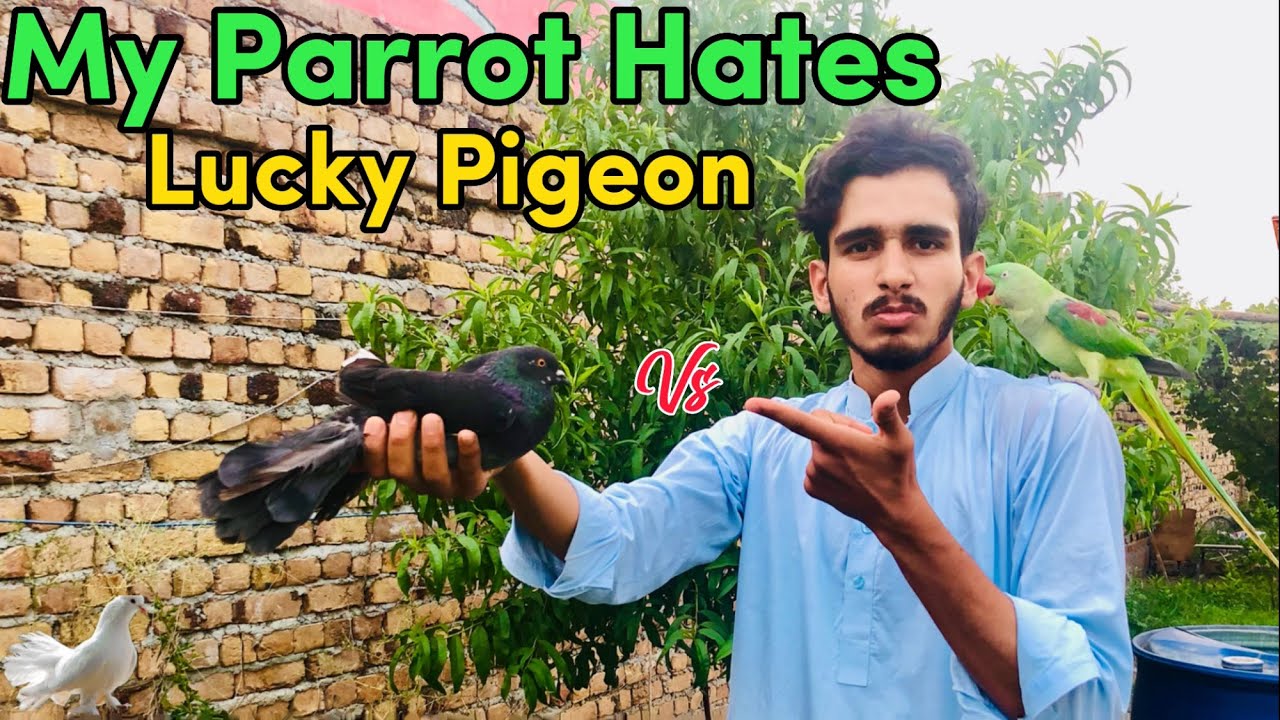 My Parrot hates Lucky Pigeon | Parrot vs Pigeon | Pak Birds