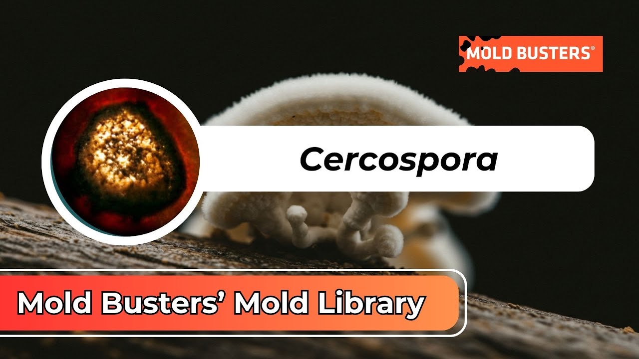 Cercospora: The Plant-Killing Mold You Need to Know! 🌱⚠️