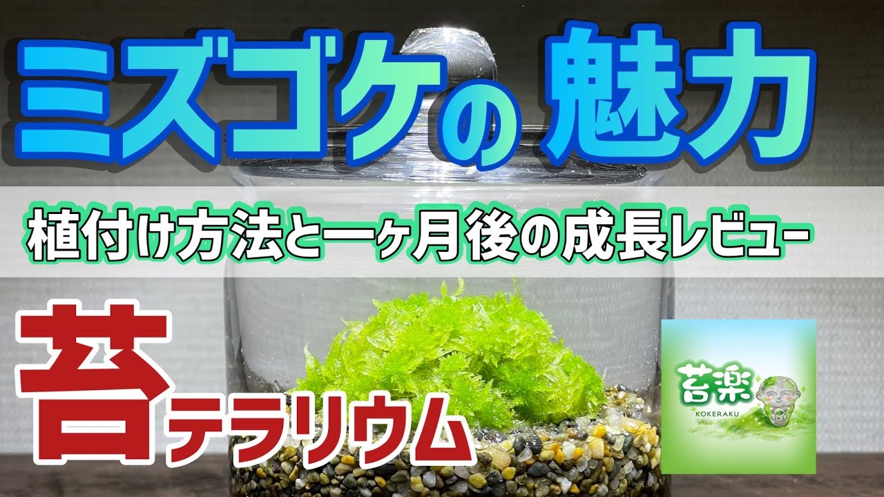 ミズゴケの魅力と植え付け方法【苔テラリウム】
