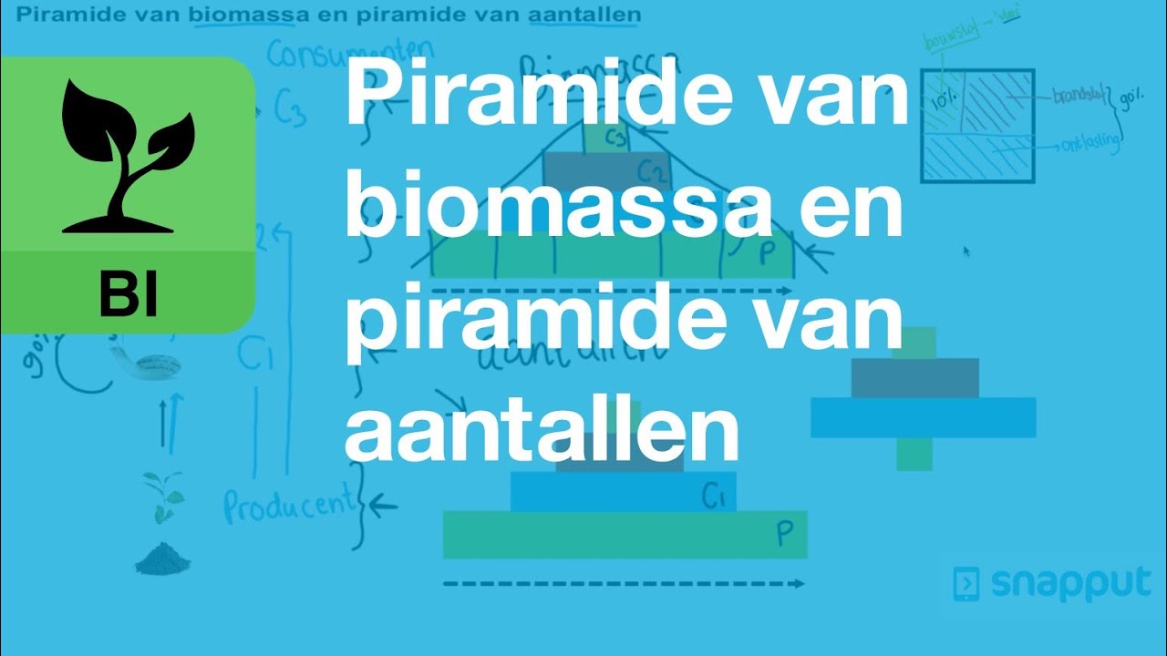 Biologie - Piramide van biomassa en piramide van aantallen