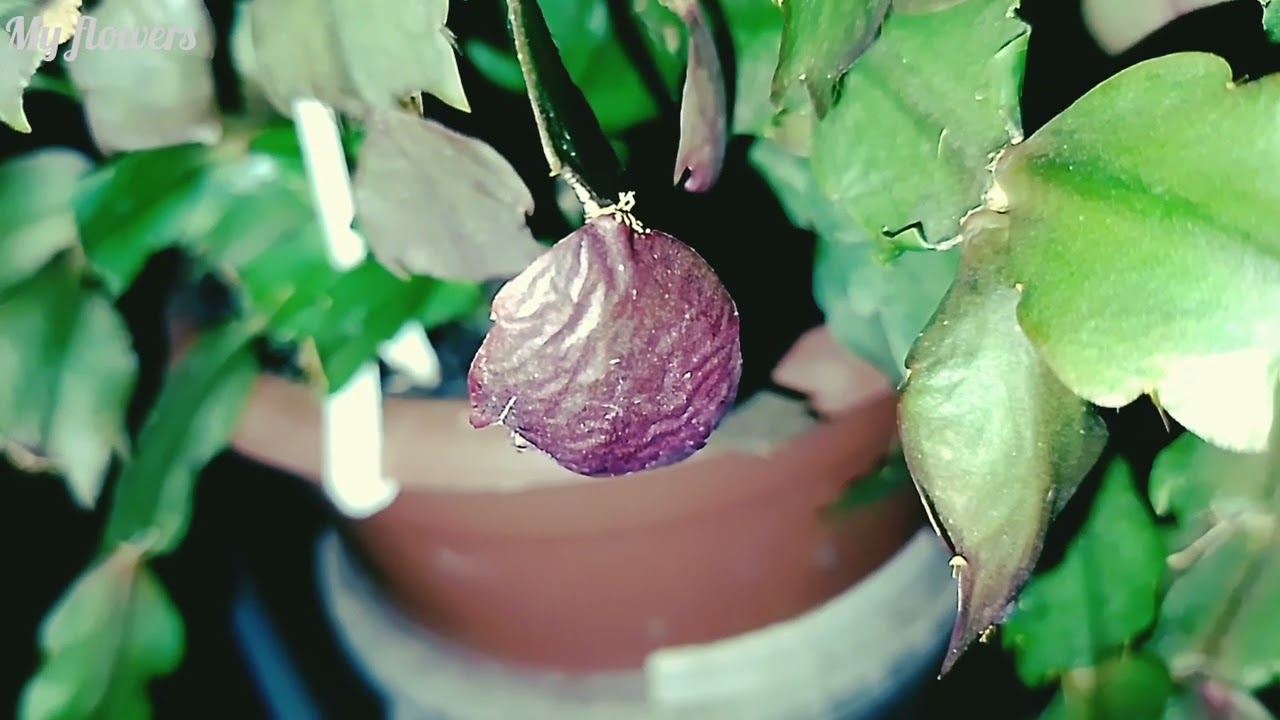 Вялые листья у Декабриста? Болезни Декабриста.