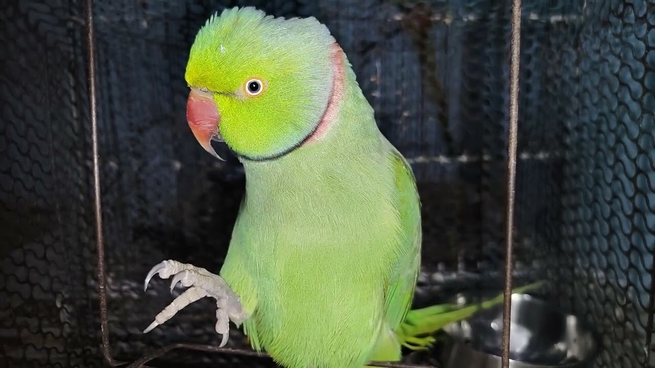 मिट्ठू मम्मी की शिकायत करते हुए 😅😅☺ #talkingparrot #parrot 