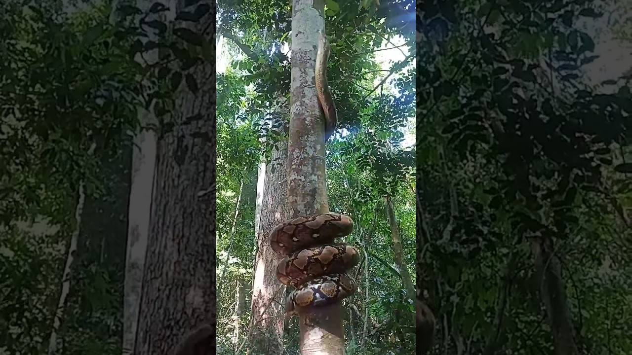 Snake very denger #shorts #shortvideo #shortfeed #short #snake