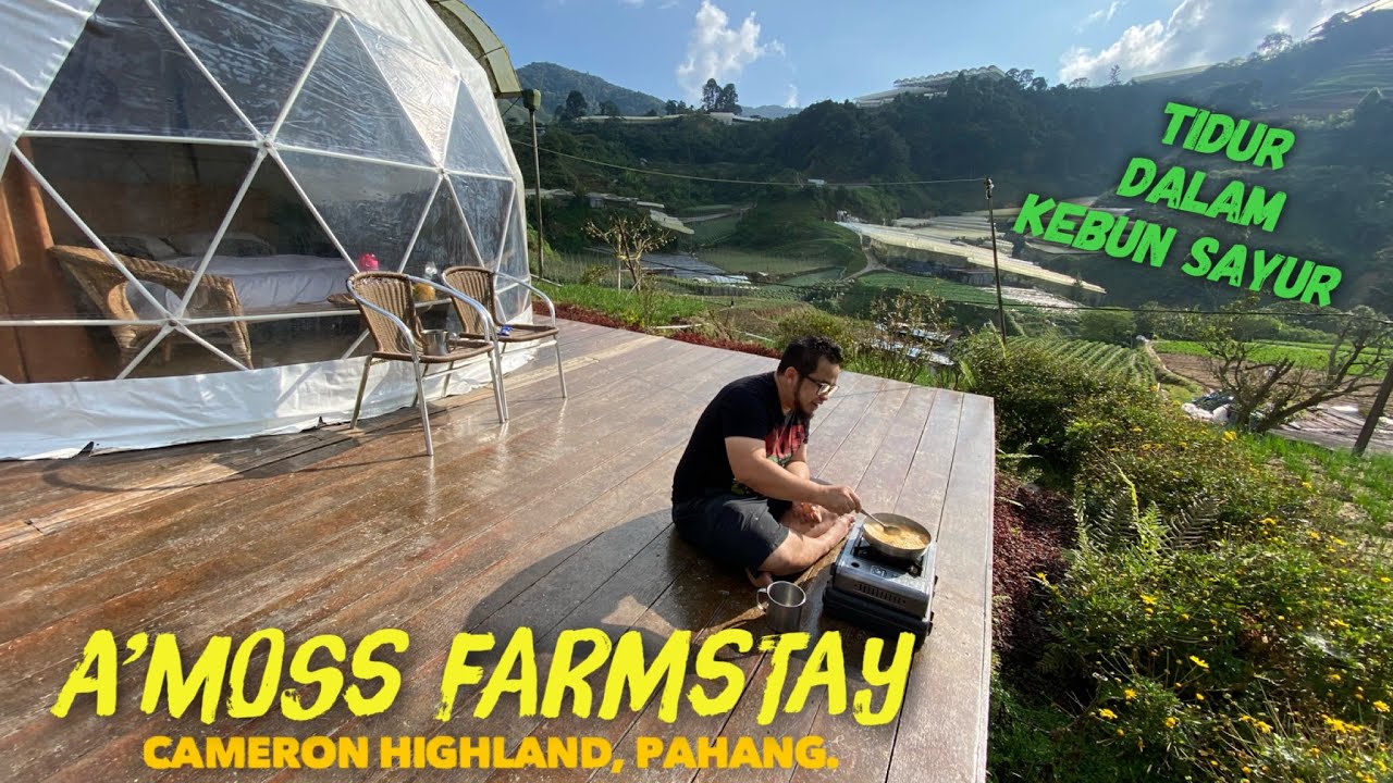 Ep14: A’moss Farmstay, Cameron Highland. Tidur Dalam Kebun Sayur. Lepak dengan Biri-Biri di Kea Farm