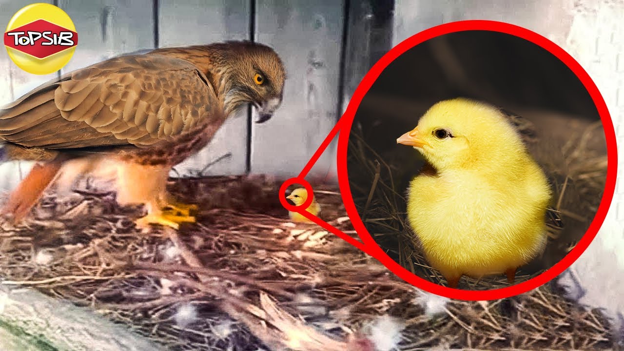 Haiwan-Haiwan Ini Jadi Ibu Asuh Paling Aneh!