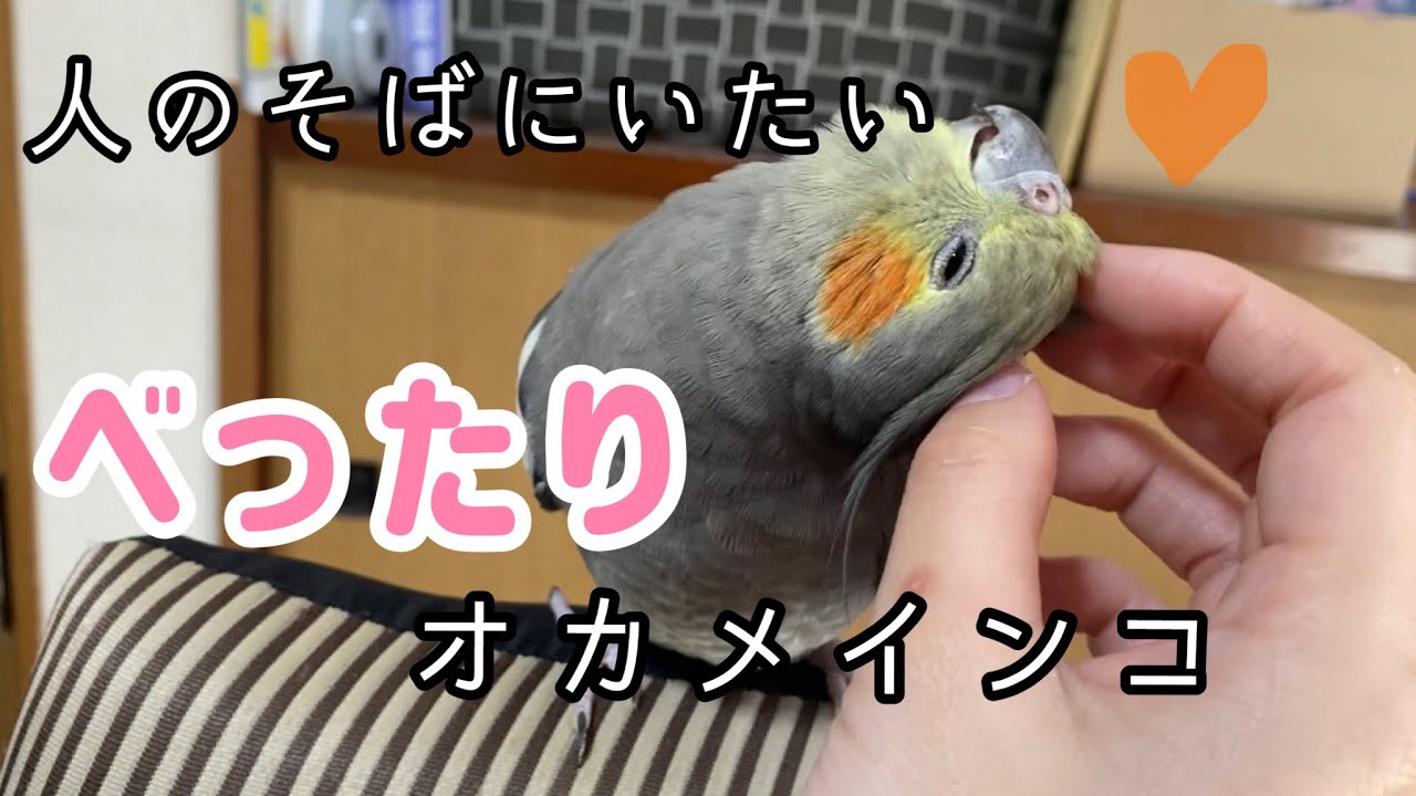 【べったり】人に慣れすぎて離れたくないオカメインコ  /  cockatiel