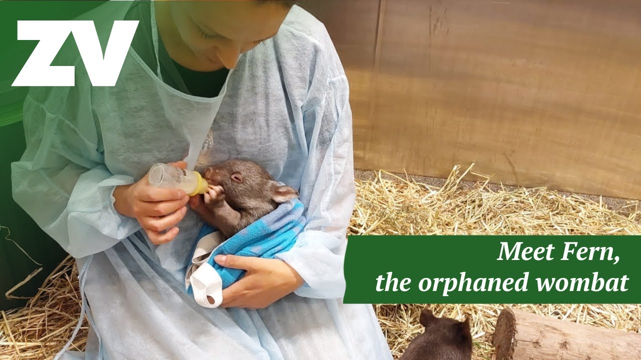 Meet Fern, the Common Wombat who needed a little love