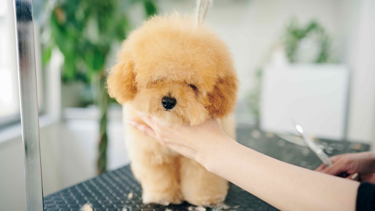 ボサボサティーカッププードルの初めてのトリミング ヘアカットASMR