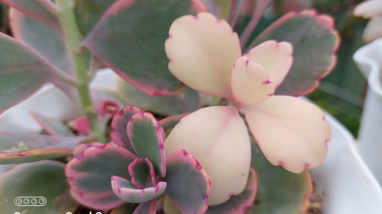 How To Propagate Kalanchoe Fedtschenkoi